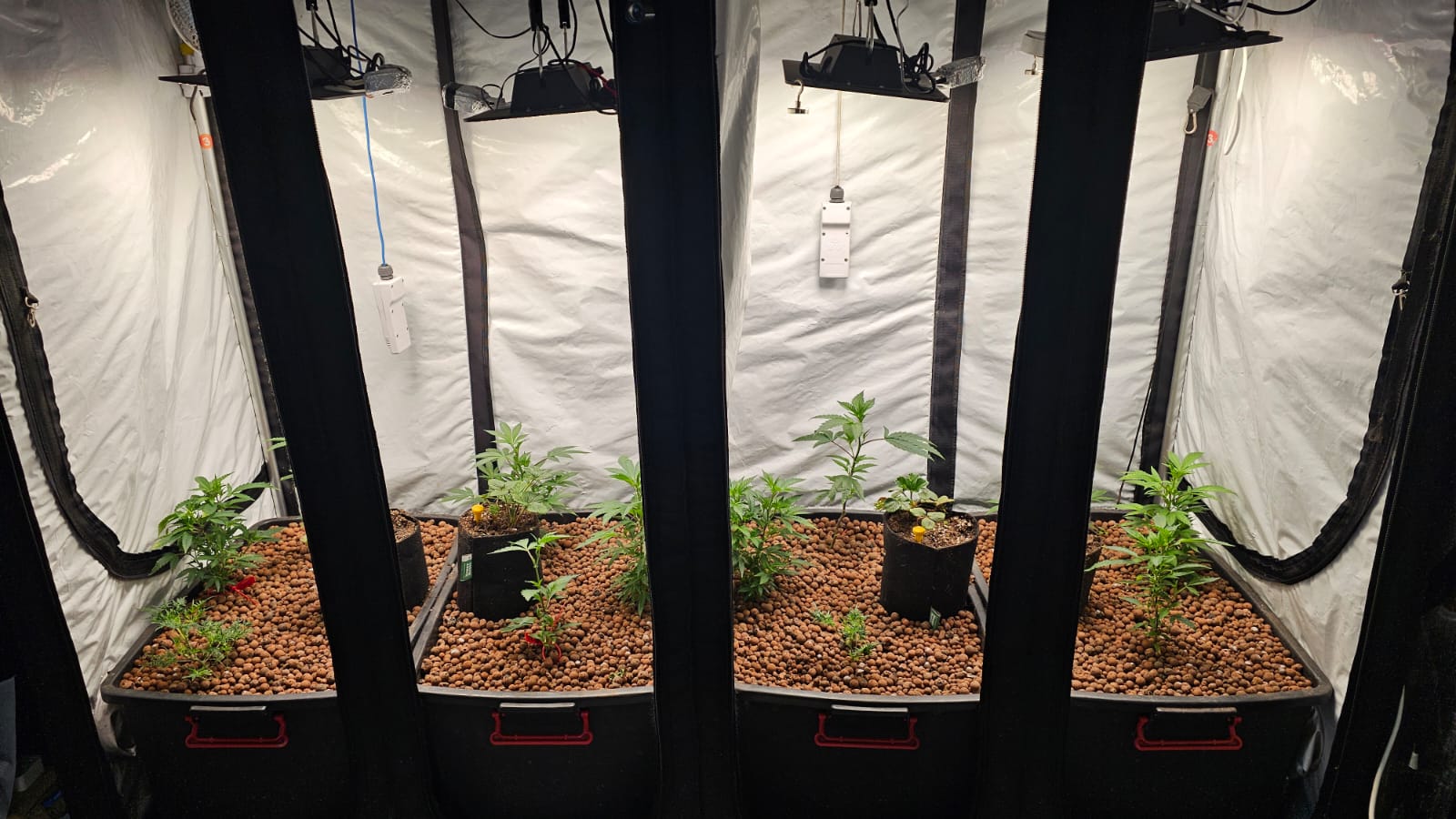 Day 0: side-by-side chambers with clay pebbles and LED fixtures; left assigned to 12/12, right to 13/14.