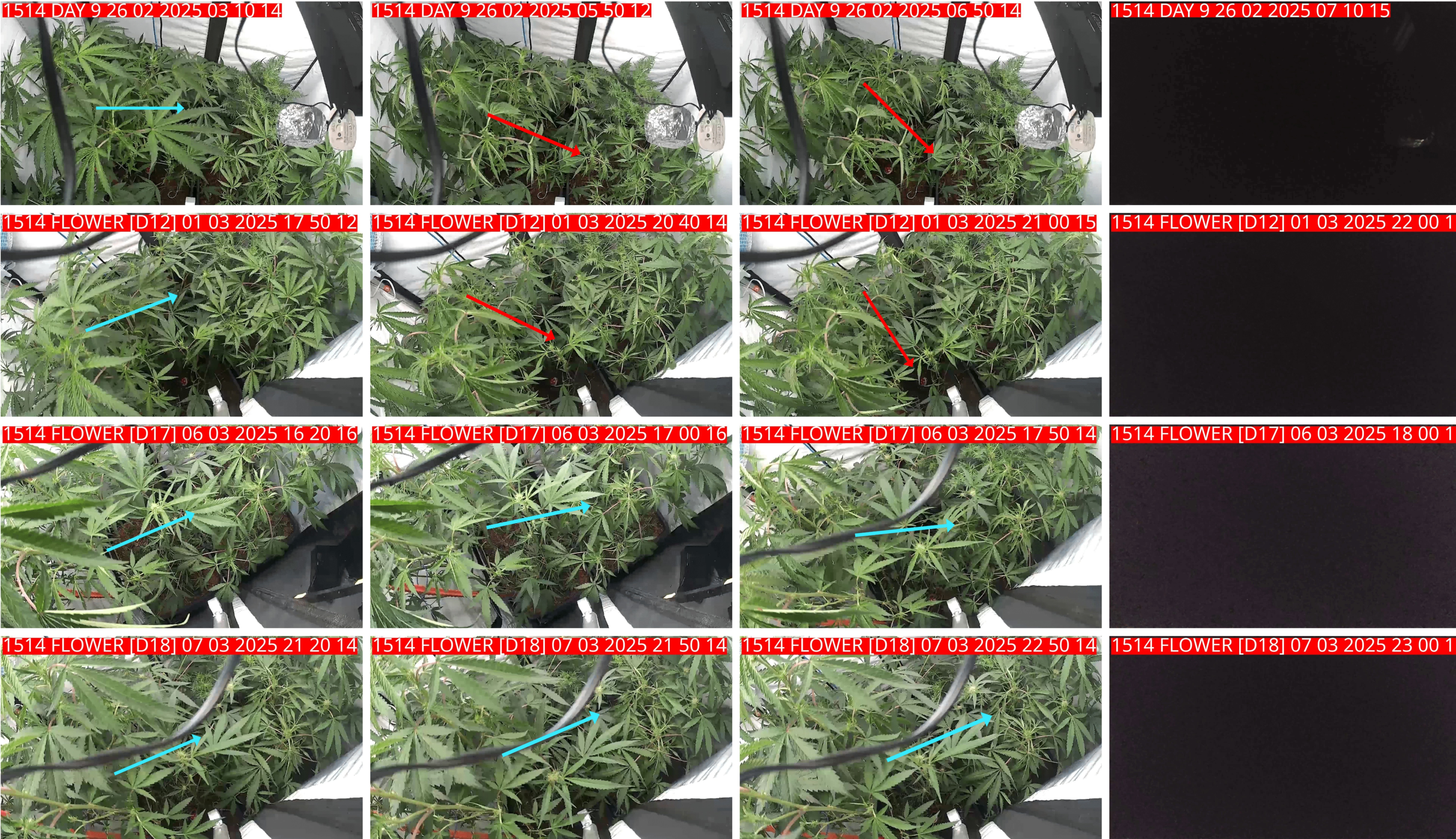 Temporal reprogramming sequence
