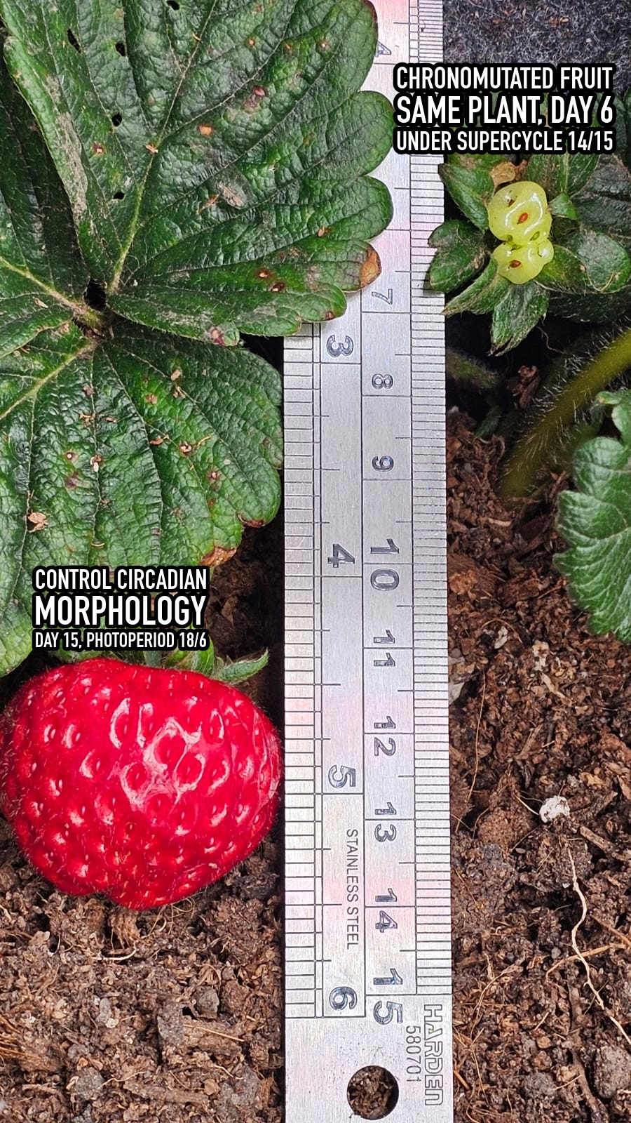 Strawberry intraplant transition