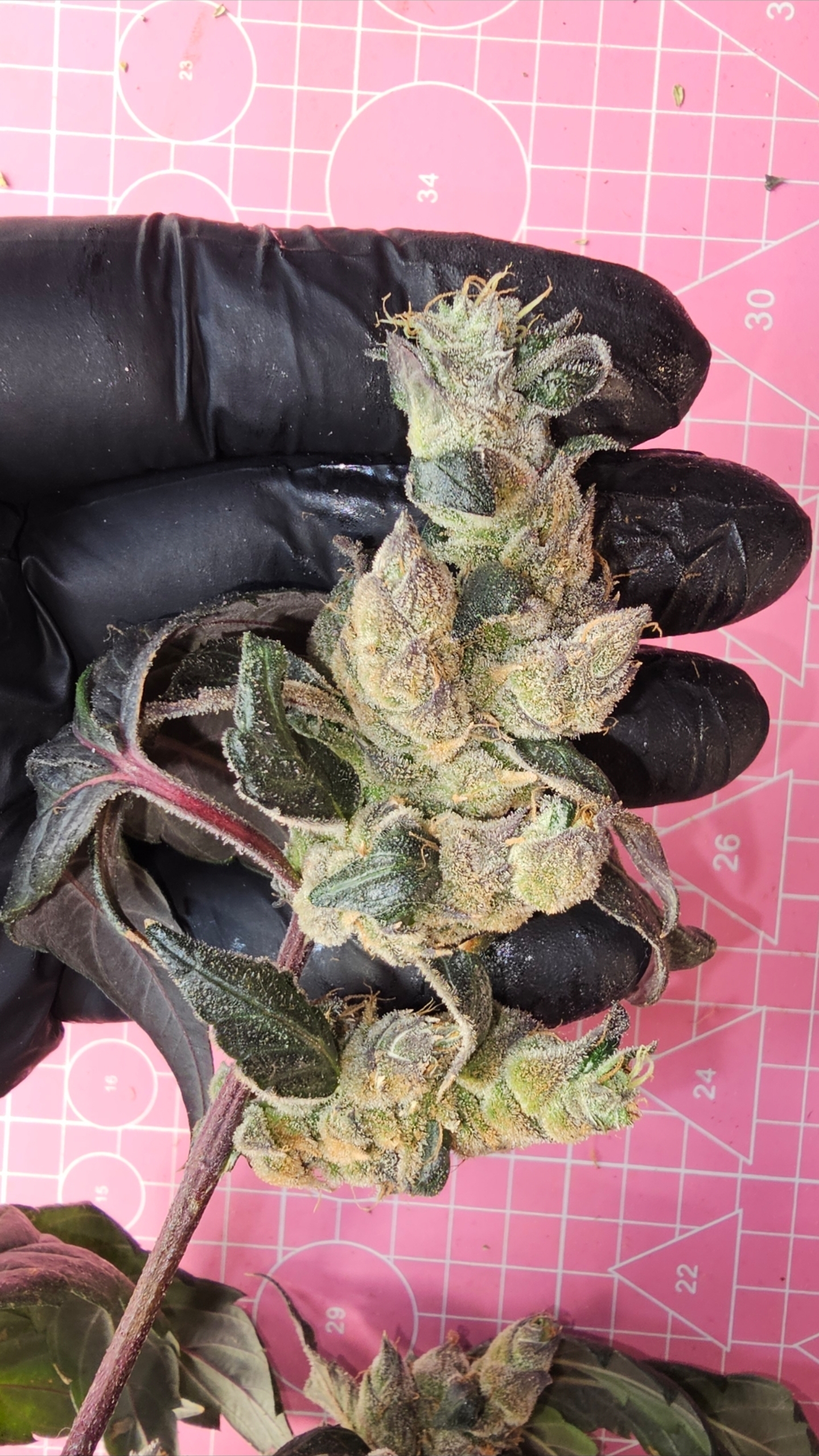 supercycle flower 16/16