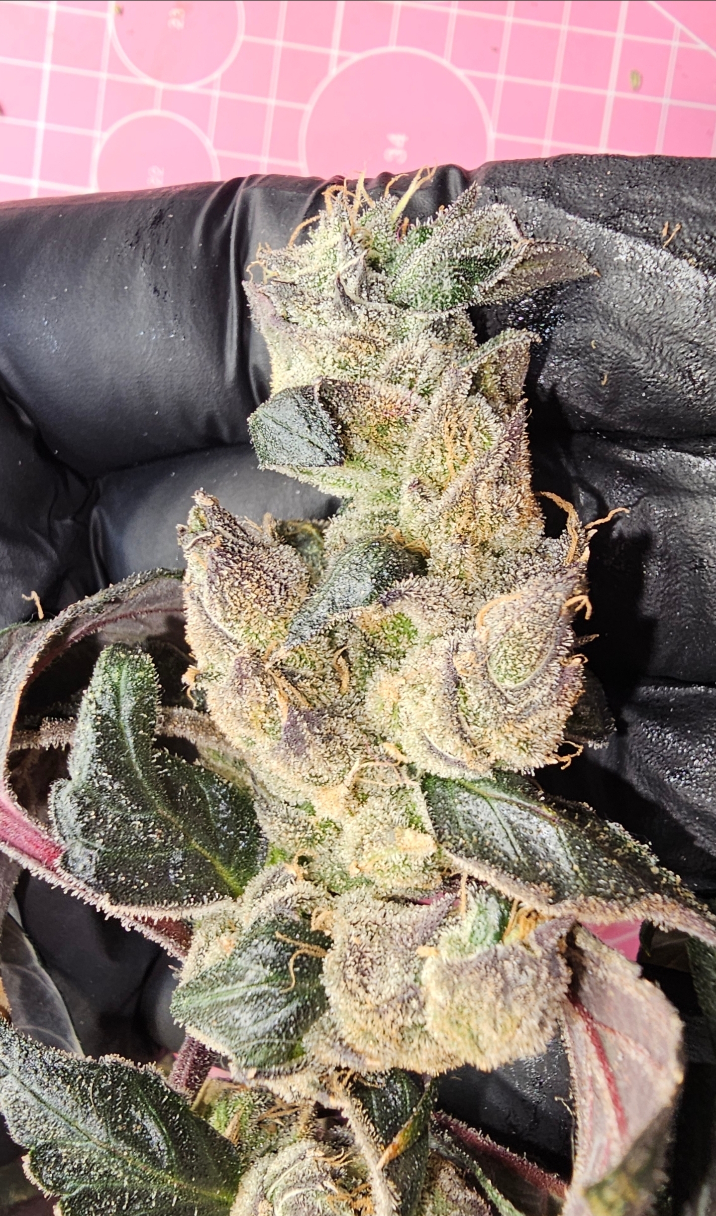 supercycle flower 16/16