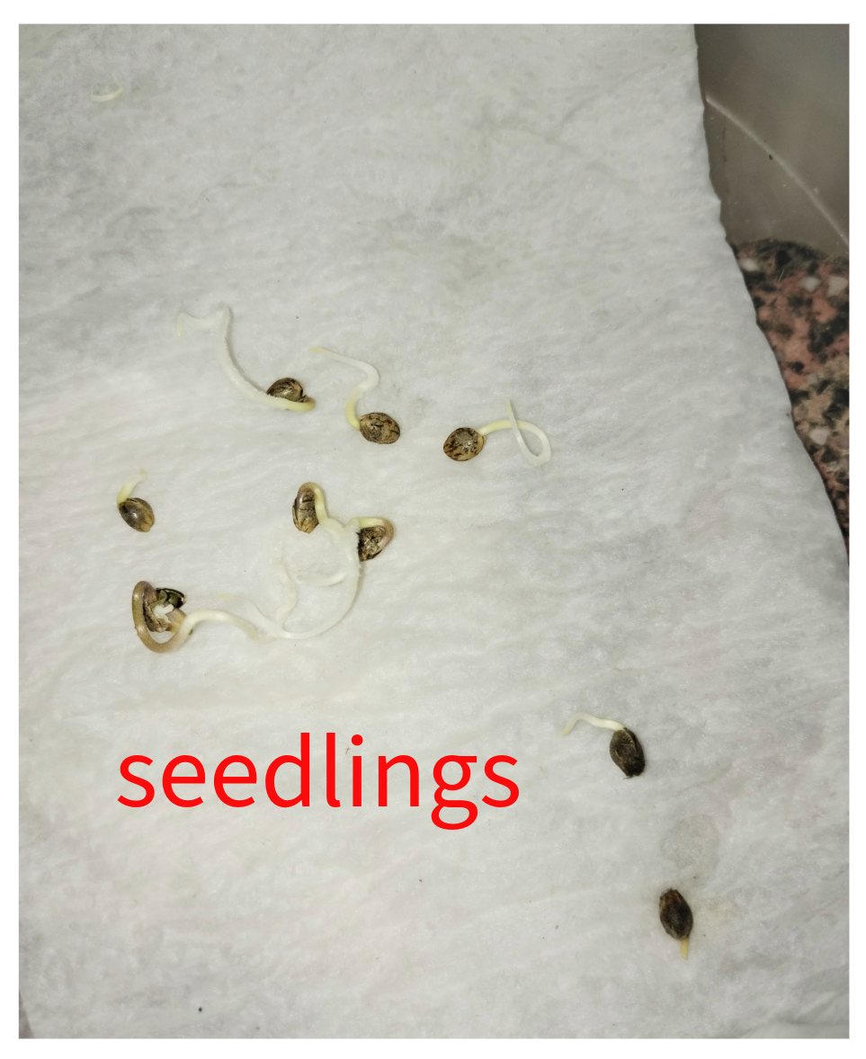 Seedlings