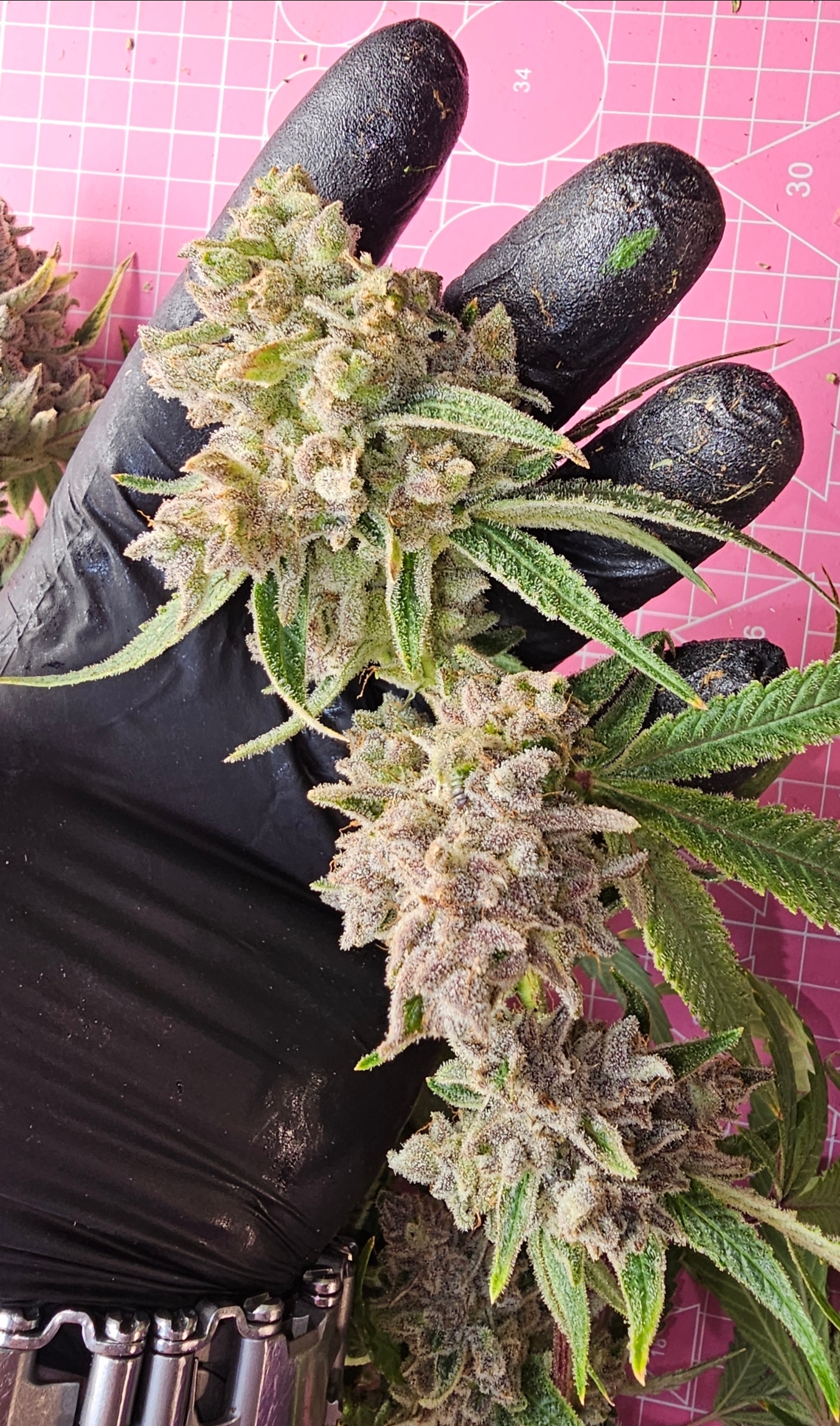 supercycle flower 15/15