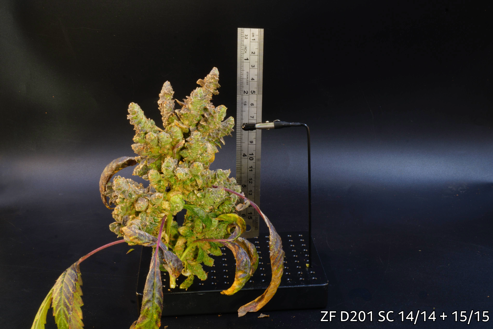 Zombie flower under 14/14 + 15/15 Supercycles