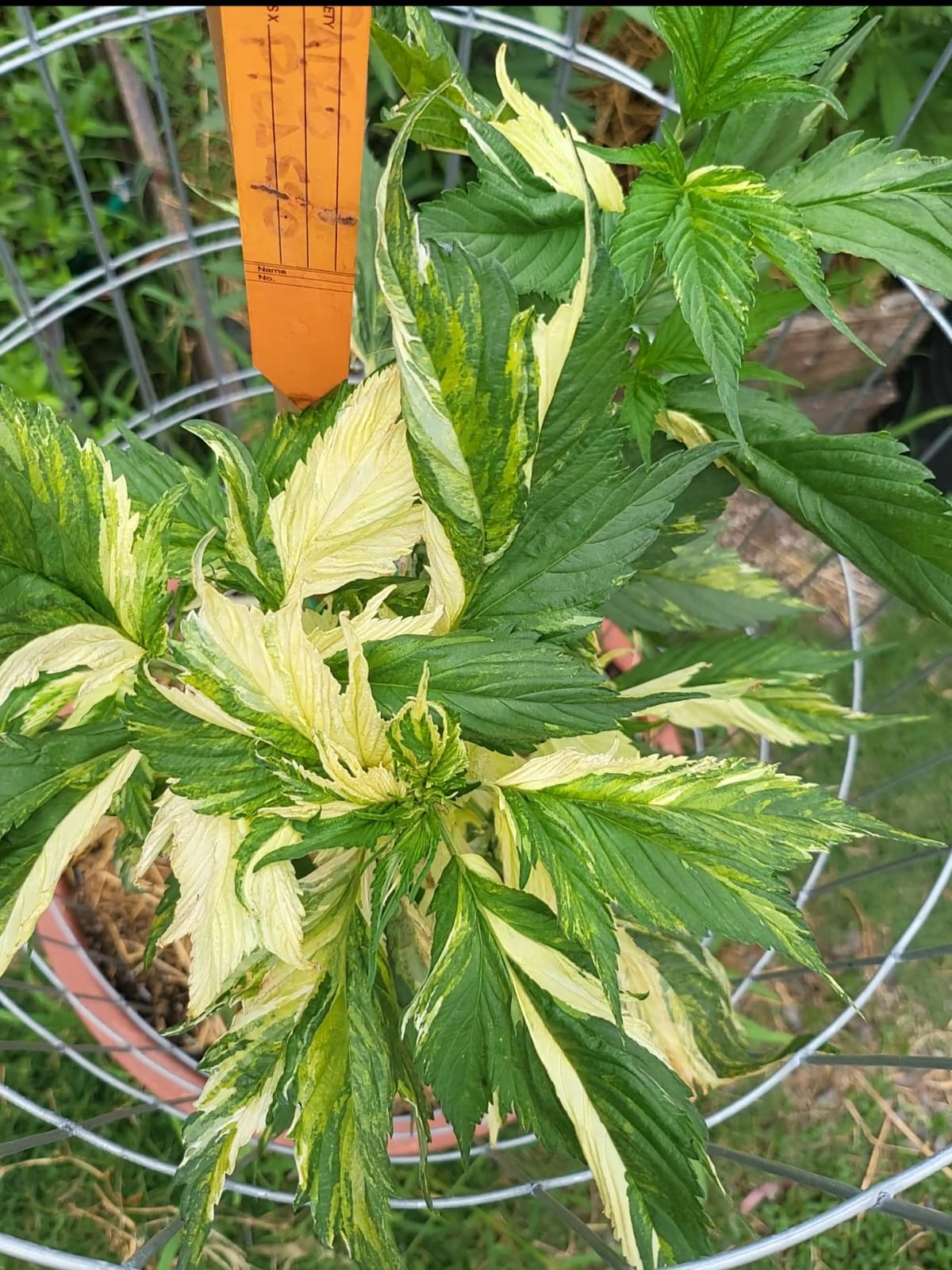 Hybrid Mutant Plant