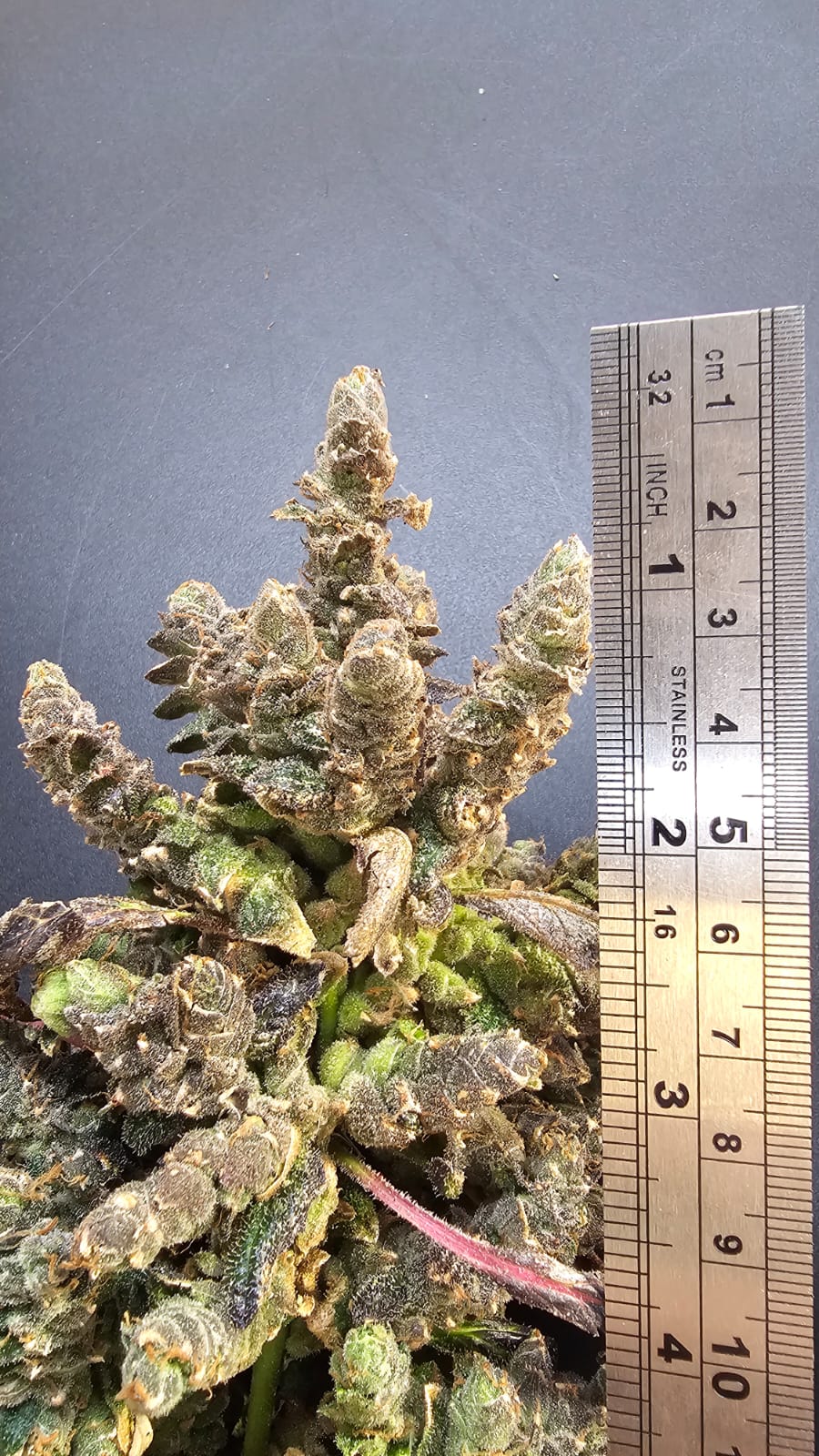 Zombie State Phenotype